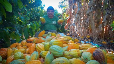 Cocoa: income and new prospects for Indigenous community