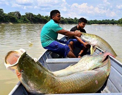 From the forest to Rio, the Taste of the Amazon Festival brings together sustainability and gastronomy