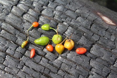 Indigenous People Wai Wai and Baniwa exchange information on the production and commercialization of powder pepper