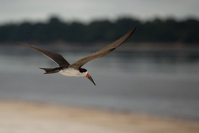 May 22: International Biodiversity Day