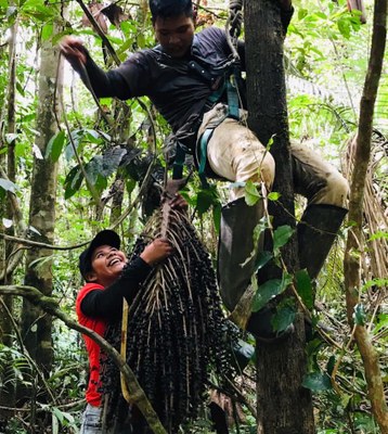 Sustainable management: Indigenous group launches its own brand of açaí