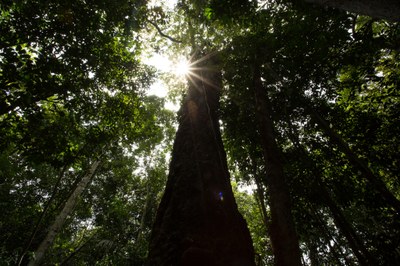 Vídeo: Interpretação ambiental ajuda a entender a importância das Unidades de Conservação