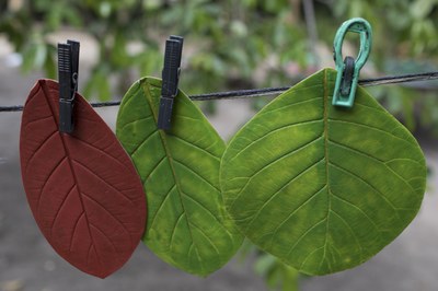 Apostando em um novo ciclo da borracha para melhorar condições de vida e conservar a floresta