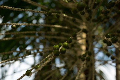 Associações de Rondônia poderão  vender produtos da floresta