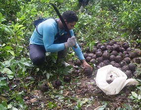 Castanheiros indígenas e de povos tradicionais de Rondônia terão acesso a crédito bancário pela primeira vez