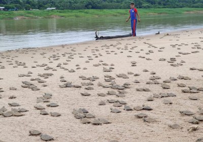 Mais de 100 mil filhotes de quelônios são devolvidos à natureza