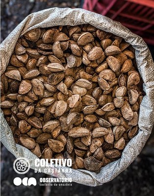 OCA coordena estratégia de monitoramento do preço da castanha em benefício de castanheiros tradicionais