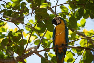 USAID lança Competição de Estudos de Caso sobre integração da Biodiversidade